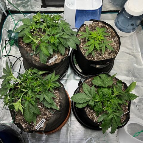 Queens Banner growlog timeline photo