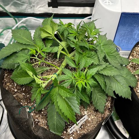 Gelato growlog timeline photo