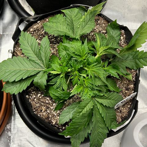 Mesphito - CDLC growlog timeline photo