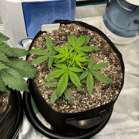 Amnesia Haze growlog timeline photo
