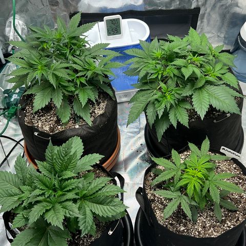 Amnesia Haze growlog timeline photo