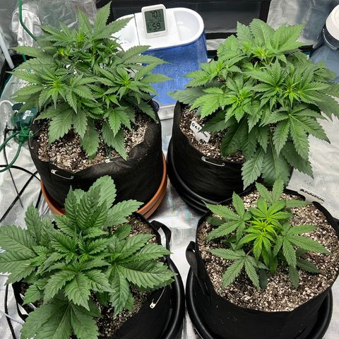 Amnesia Haze growlog timeline photo