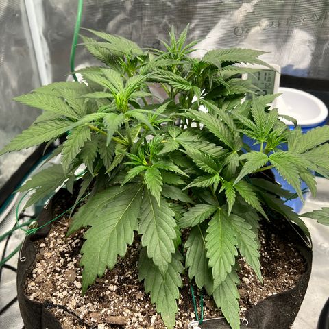 Queens Banner growlog timeline photo