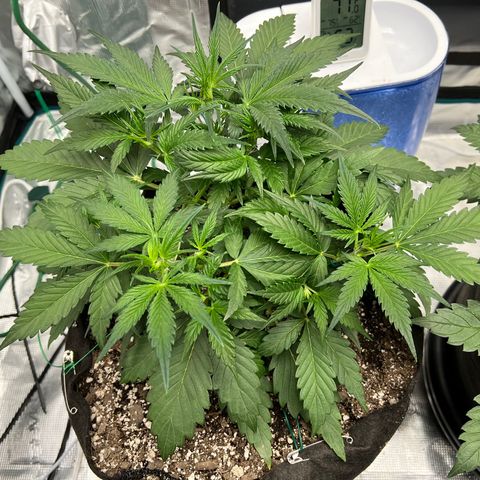Queens Banner growlog timeline photo