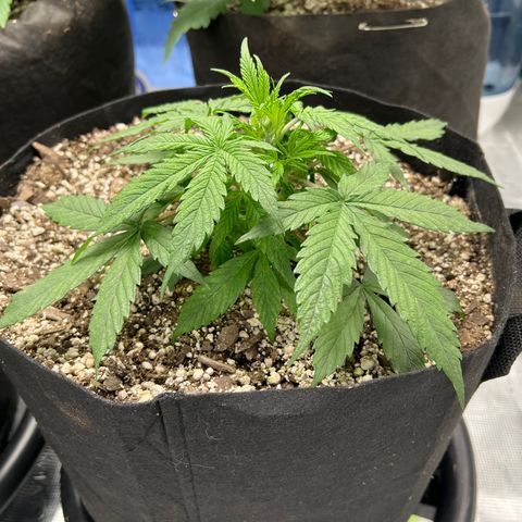 Amnesia Haze growlog timeline photo