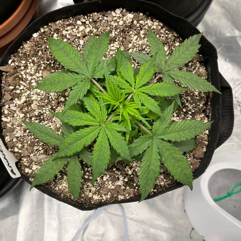 Amnesia Haze growlog timeline photo