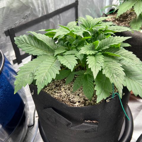 Mesphito - CDLC growlog timeline photo