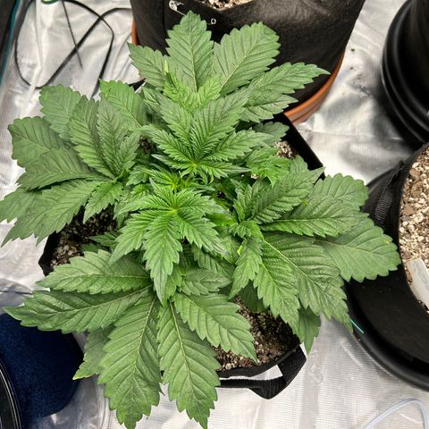 Mesphito - CDLC growlog timeline photo