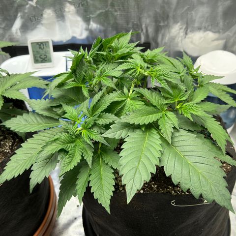 Gelato growlog timeline photo