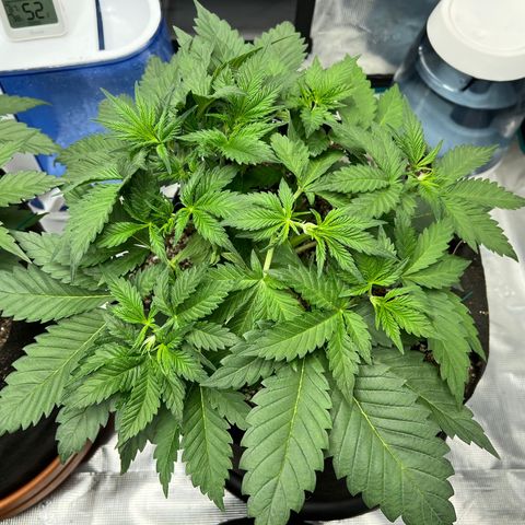Gelato growlog timeline photo