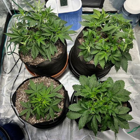 Queens Banner growlog timeline photo