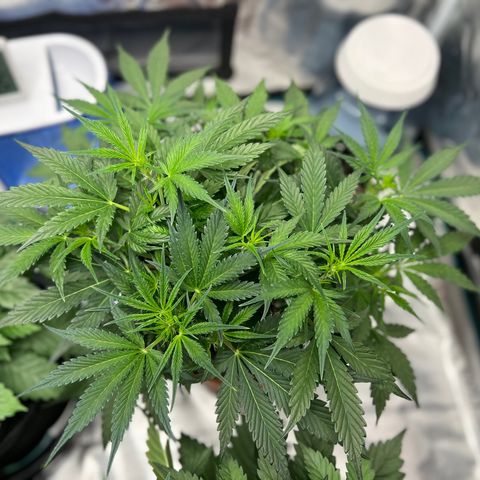 Queens Banner growlog timeline photo