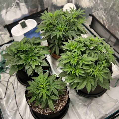 Queens Banner growlog timeline photo