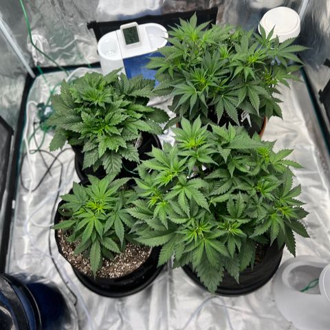 Queens Banner growlog timeline photo