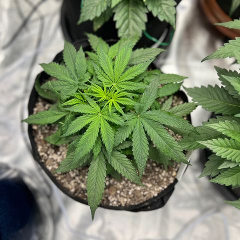 Amnesia Haze growlog timeline photo