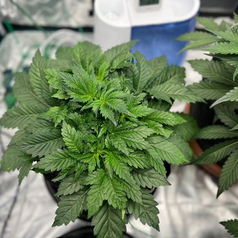 Mesphito - CDLC growlog timeline photo