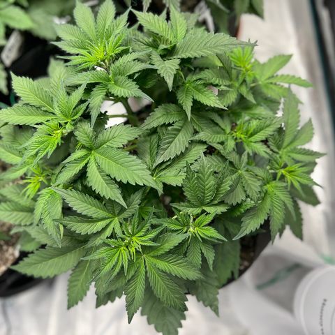 Gelato growlog timeline photo