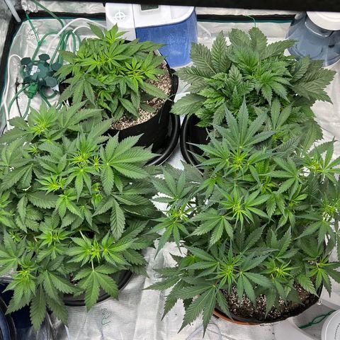 Queens Banner growlog timeline photo