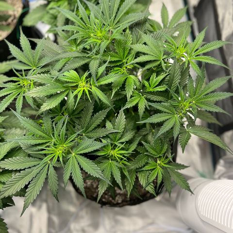 Queens Banner growlog timeline photo