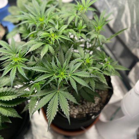 Queens Banner growlog timeline photo
