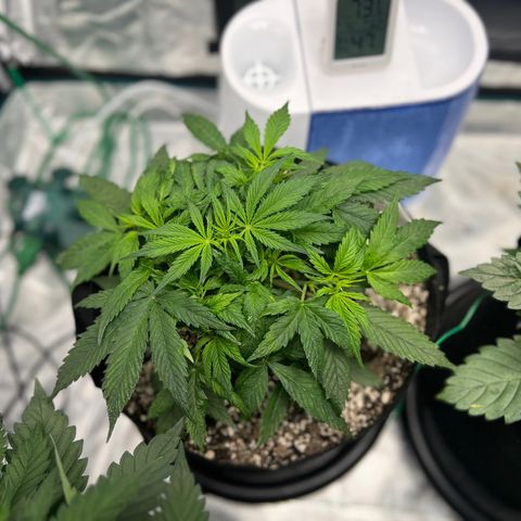 Amnesia Haze growlog timeline photo
