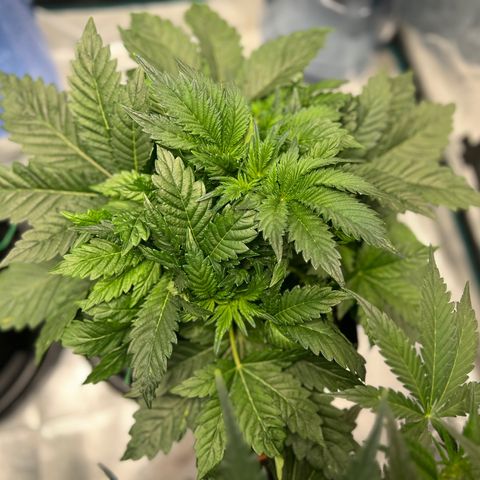 Mesphito - CDLC growlog timeline photo