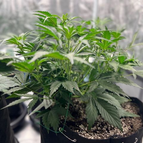 Queens Banner growlog timeline photo