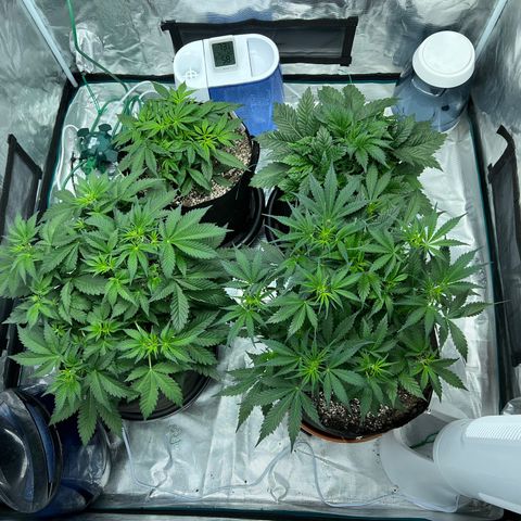 Amnesia Haze growlog timeline photo