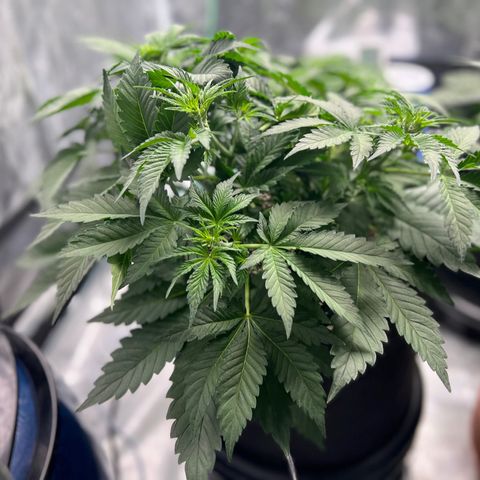 Gelato growlog timeline photo