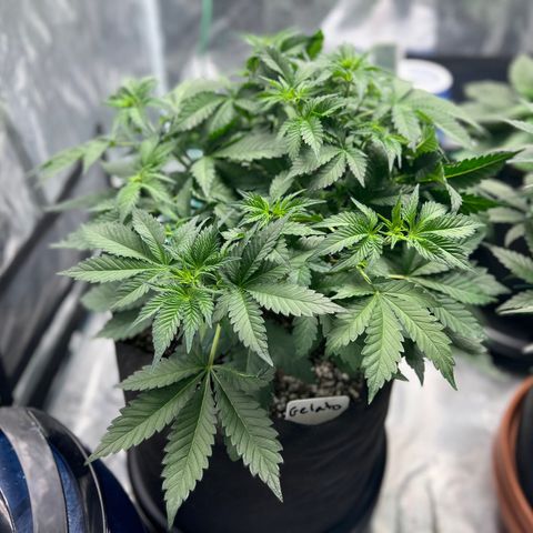 Gelato growlog timeline photo