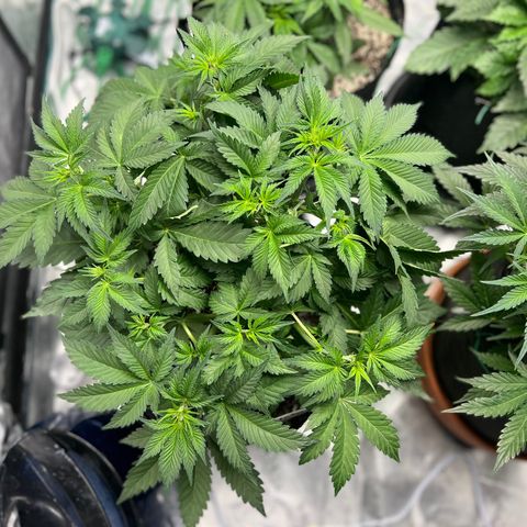 Gelato growlog timeline photo
