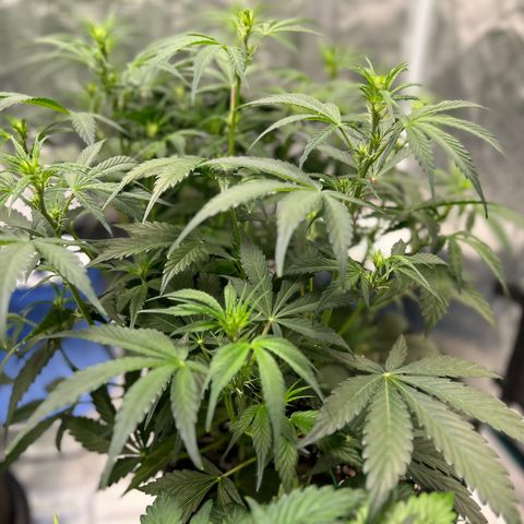Queens Banner growlog timeline photo