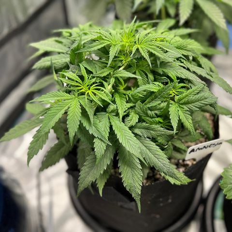 Amnesia Haze growlog timeline photo