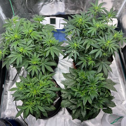 Amnesia Haze growlog timeline photo