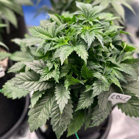 Mesphito - CDLC growlog timeline photo