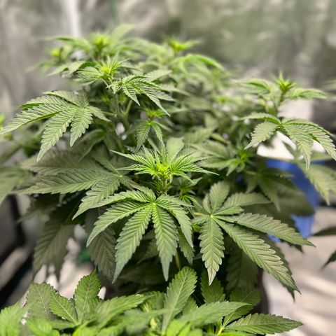 Gelato growlog timeline photo