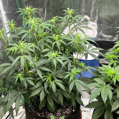 Queens Banner growlog timeline photo