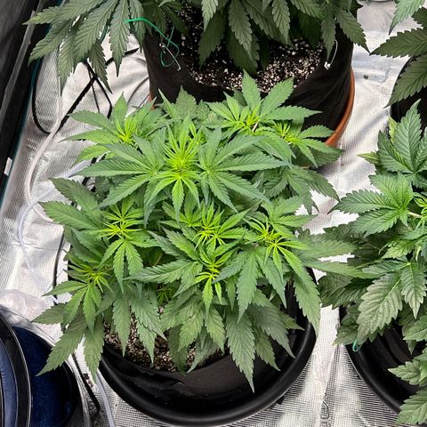 Amnesia Haze growlog timeline photo
