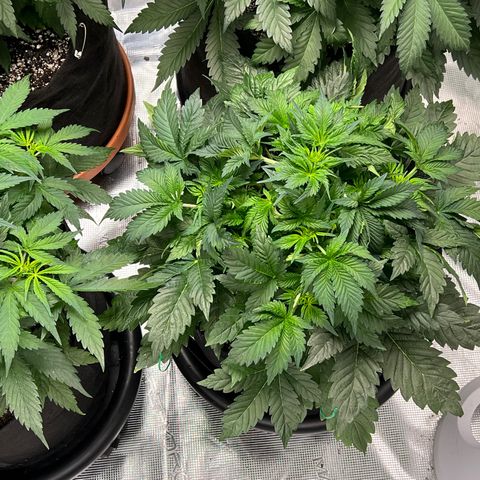 Mesphito - CDLC growlog timeline photo