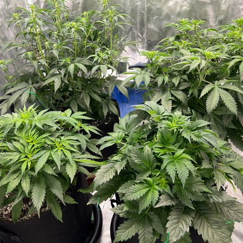 Mesphito - CDLC growlog timeline photo