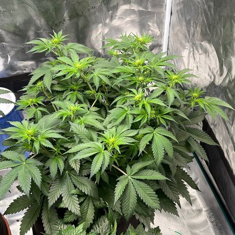 Gelato growlog timeline photo