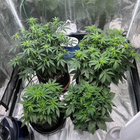 Gelato growlog timeline photo