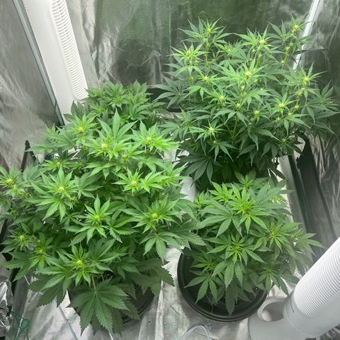 Queens Banner growlog timeline photo