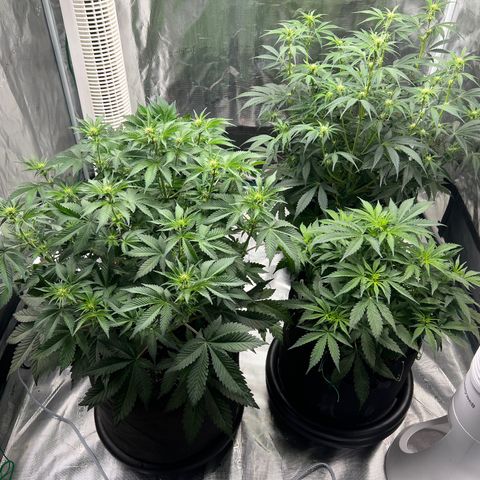 Queens Banner growlog timeline photo