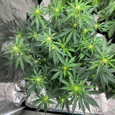 Queens Banner growlog timeline photo