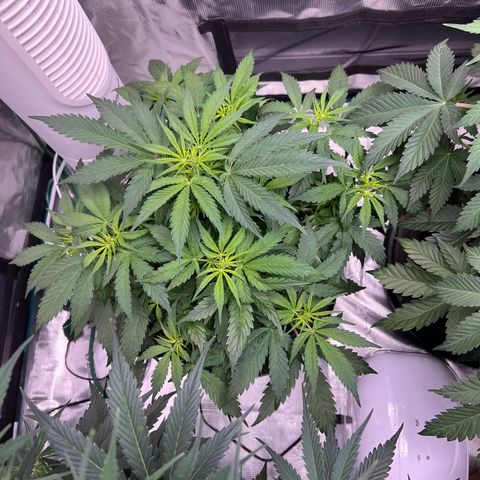 Amnesia Haze growlog timeline photo