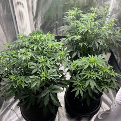 Mesphito - CDLC growlog timeline photo