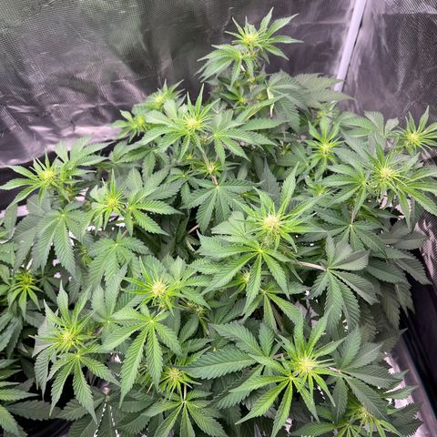 Gelato growlog timeline photo