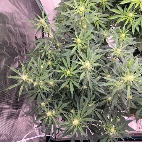 Queens Banner growlog timeline photo