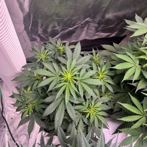 Amnesia Haze growlog timeline photo